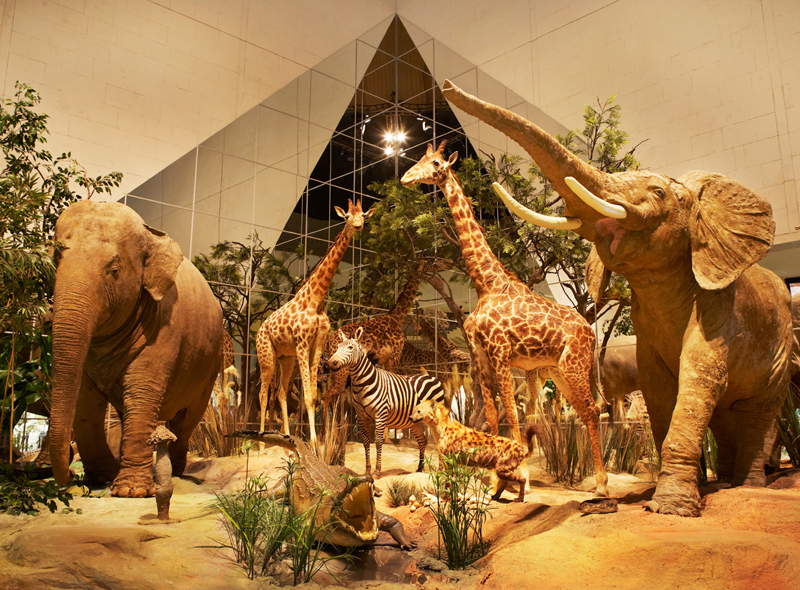 Экспозиции: Лето в Государственном Дарвиновском музее
