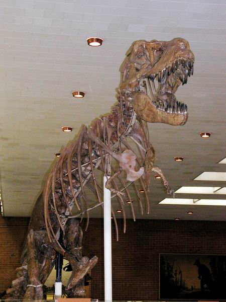 Экспозиции: Скелет крупного хищного динозавра - тарбозавра
