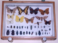 Коллекция насекомых вредителей сельского хозяйства (изготовлен студентами академии).
