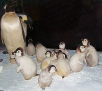 У пингвинов. Музей Арктики и Антарктики
