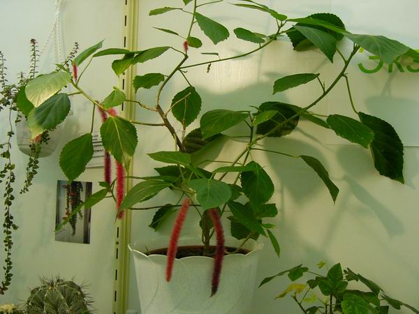 Экспозиции: Выставка Комнатных растений в Биологическом музее

