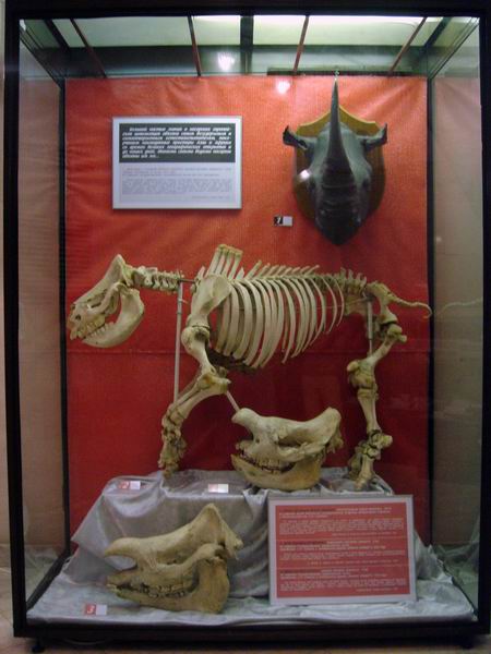 Экспозиции: Носороги
