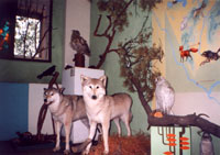 Экспозиции: Экспозиция Природа и животный мир Алтая
