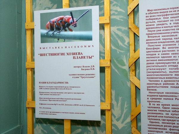 Экспозиции: Богатство и разнообразие мира насекомых
