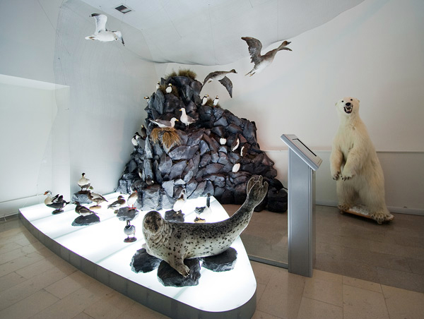Экспозиции: Комплекс постоянной экспозиции Обитатели морских побережий Чукотки
