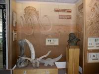 Экспозиции: Зал археологии
