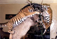 Экспозиции: Зал зверей. Биогруппа Охота тигров на изюбров
