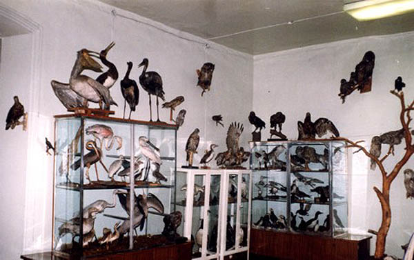 Экспозиции: Зал птиц (фрагмент)
