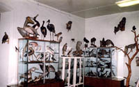 Зал птиц (фрагмент)
