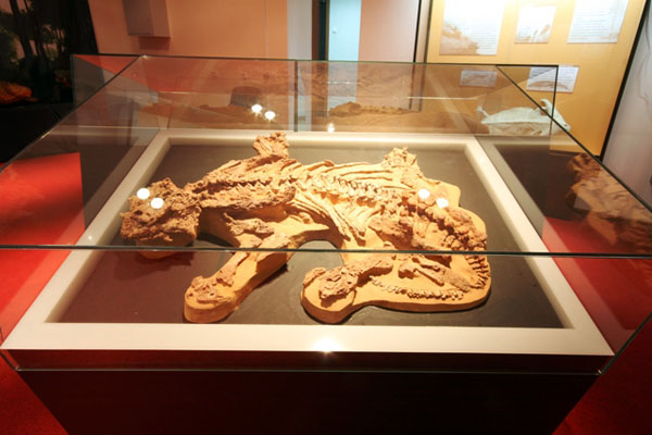 Экспозиции: Скелет парейазавра в экспозиции музея
