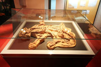 Скелет парейазавра в экспозиции музея
