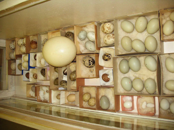 Экспозиции: Коллекция яиц
