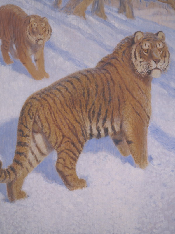 Экспозиции: В.А. Ватагин. Амурский тигр
