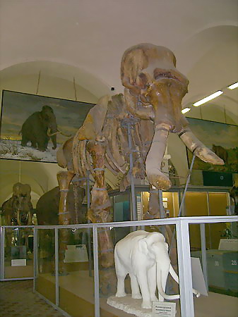 Экспозиции: Зоологический музей Зоологического института РАН
