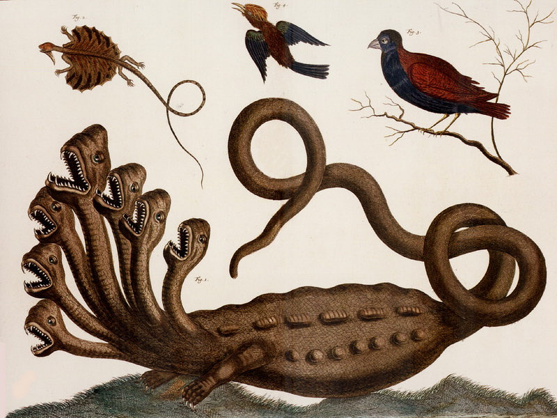 Экспозиции: Альберт Себа. Курьезы природы 1734 г. Амстердам
