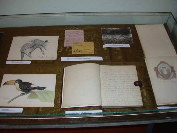 Экспозиции: Бабочки из коллекции Калужского краеведческого музея
