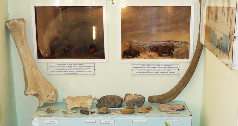 Экспозиции: Кости древних животных

