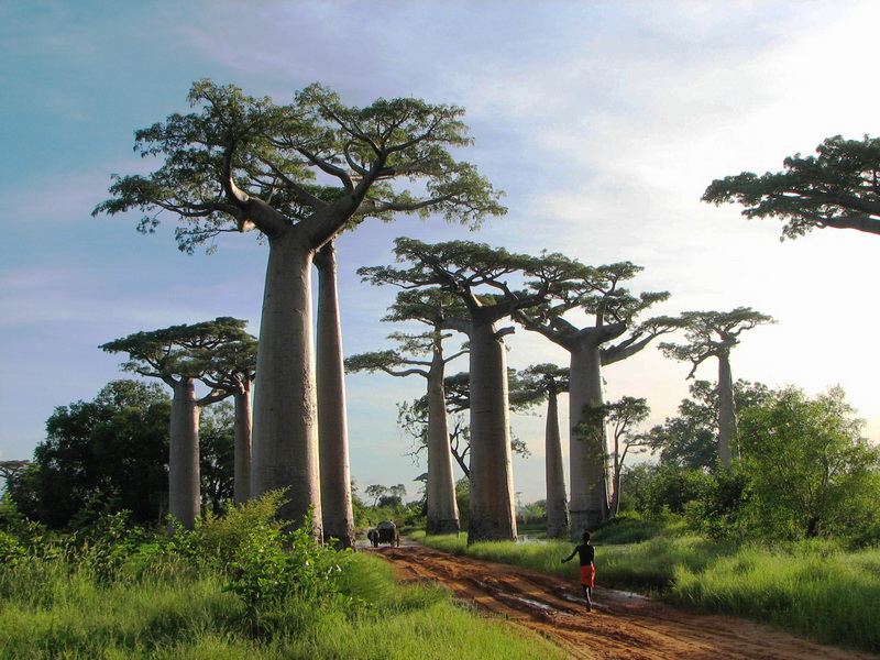 Экспозиции: Суккулентная флора Мадагаскара

