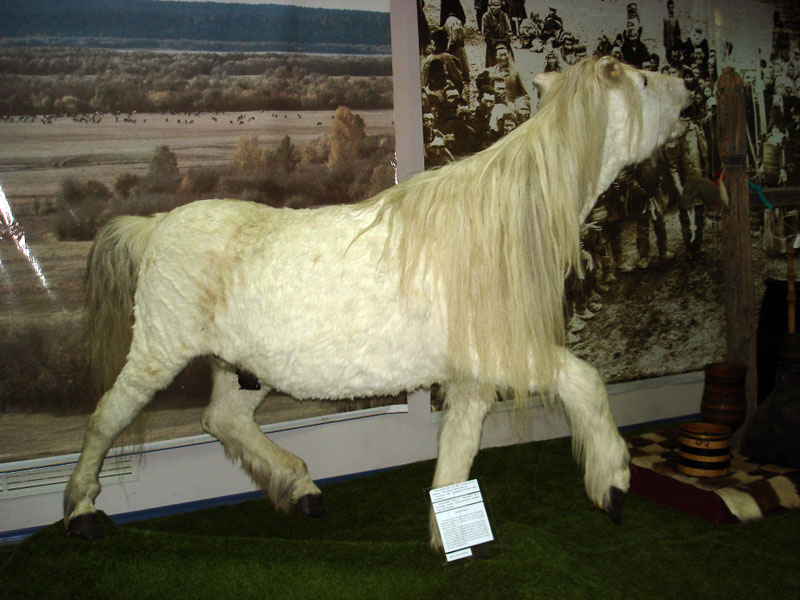 Экспозиции: Выставка Якутская лошадь - божественный дар Срединному миру
