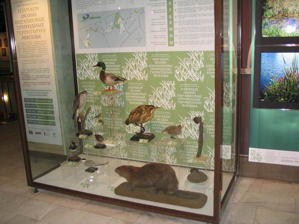 Экспозиции: Долина реки Сетунь в Дарвиновском музее
