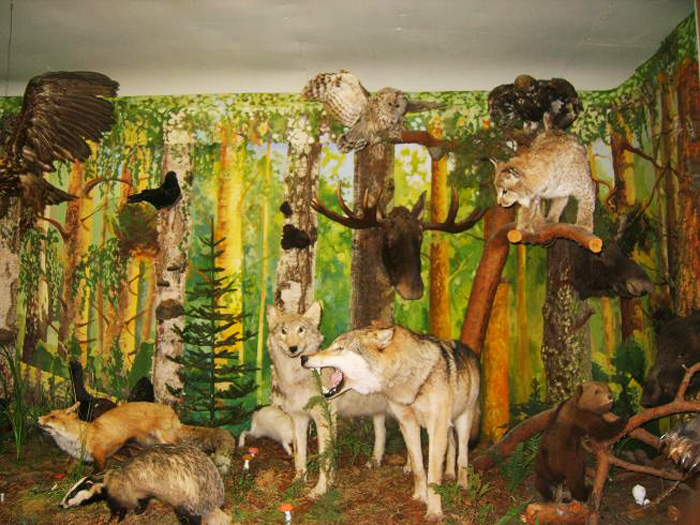 Экспозиции: Диорама Животный мир Любимского края
