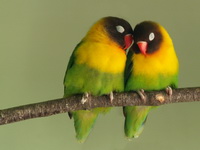 Влюбленный птицы

