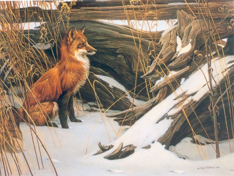 Экспозиции: Хитрая и осторожная - рыжая лисица. 1979
