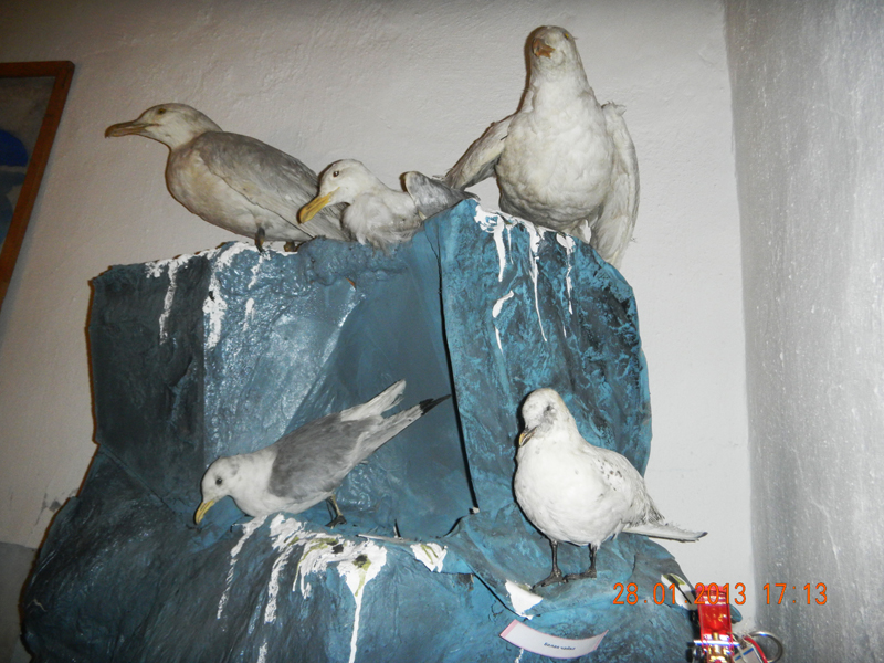 Экспозиции: Фрагмент диорамы Птичий базар
