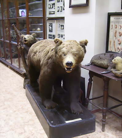 Экспозиции: Музей лесной энтомологии и лесной зоологии Санкт-Петербургской лесотехнической академии
