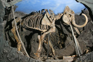 Экспозиции: Скелет мамонта. Плейстоцен
