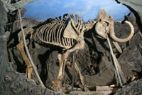 Скелет мамонта. Плейстоцен
