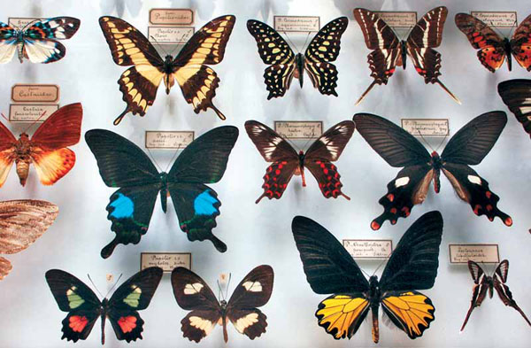 Экспозиции: Из коллекции бабочек
