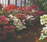 Экспозиции: Цветущие азалии. Петербург, Ботанический сад
