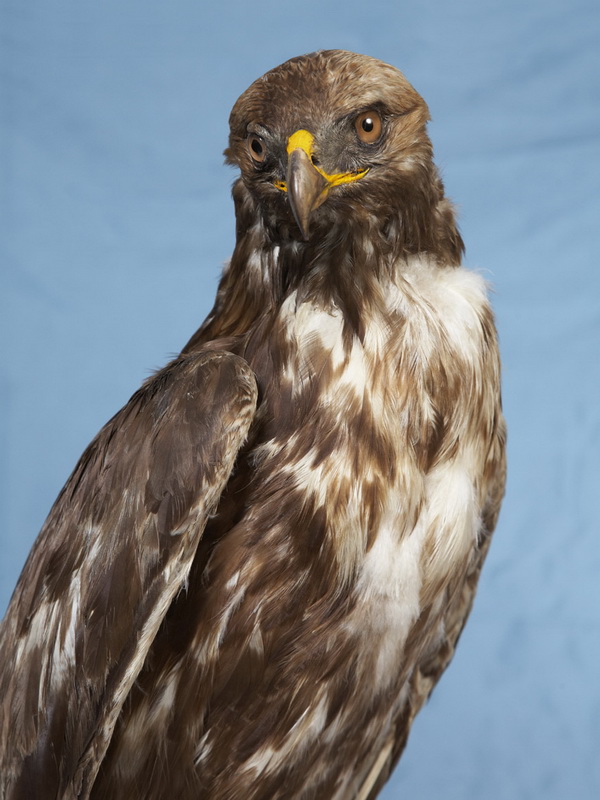Экспозиции: чучело орла из музея Суворова
