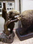 Музей лесной энтомологии и лесной зоологии Санкт-Петербургской лесотехнической академии
