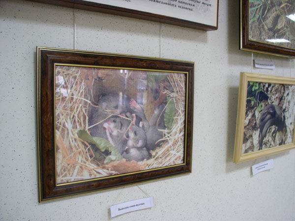 Экспозиции: Животный мир Жигулей
