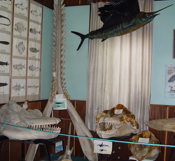 Экспозиции: Научный морской музей Атлантического научно-исследовательского института морского рыбного хозяйства и океанографии
