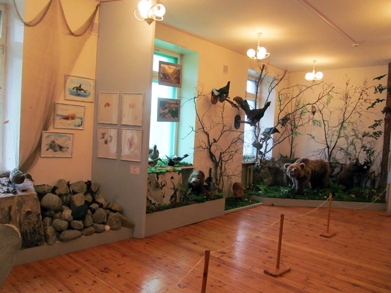 Экспозиции: Фрагмент экспозиции Флора и фауна Кольского полуострова
