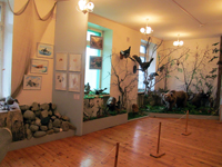 Фрагмент экспозиции Флора и фауна Кольского полуострова
