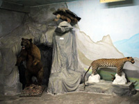 Экспозиционный зал музея Природа Прикаспия
