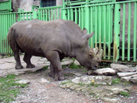 Южный белый носорог
