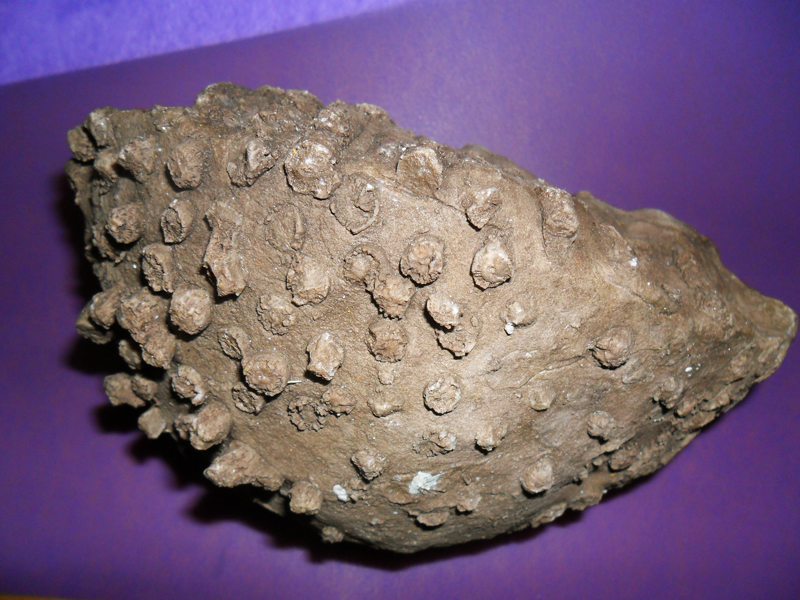 Экспозиции: Камень эпохи неолита
