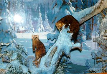 Экспозиции: Диорама Соболя в зимней тайге. Зал природы
