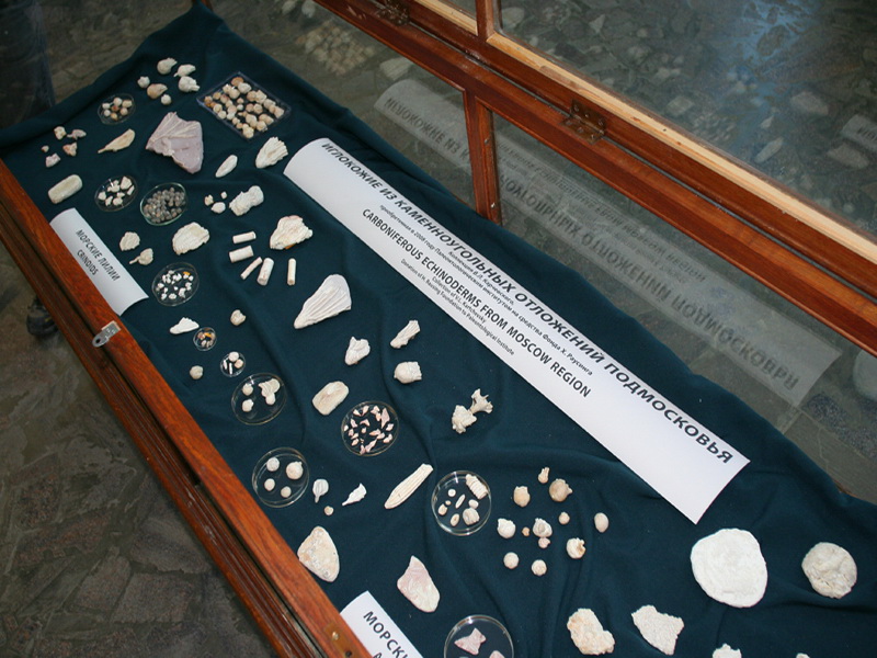 Экспозиции: Коллекция иглокожих из Подмосковных каменноугольных отложений.
