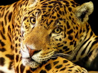 леопард
