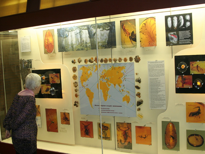Экспозиции: Янтарь – палеонтологическая сокровищница.
