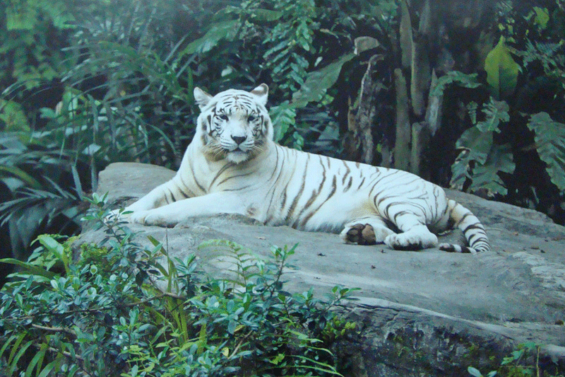 Экспозиции: Фото. Сингапурский белый тигр
