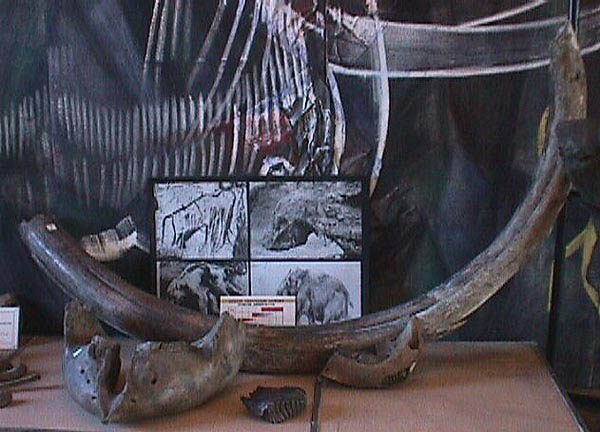 Экспозиции: Фрагмент экспозиции с костными останками мамонтов
