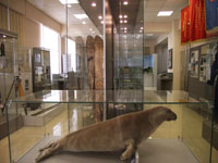 Фрагмент экспозиции. Байкальский тюлень

