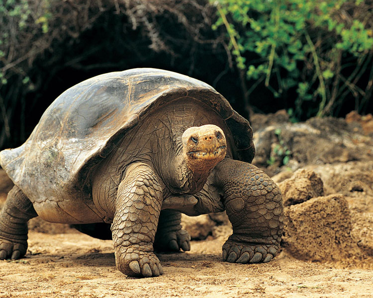 Значимые места: Галапагосская черепаха
